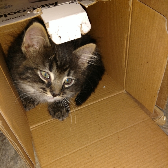 Meet your Posher, Kiersten - Picture 9 of 11